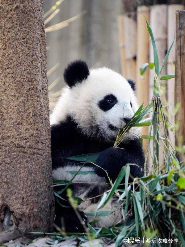 点必去十大景点 小白必备的超全攻略PG麻将胡了四川3日游攻略 成都景(图4)